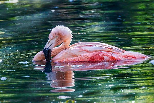 Jones, Adam 아티스트의 Chilean flamingo swimming작품입니다.